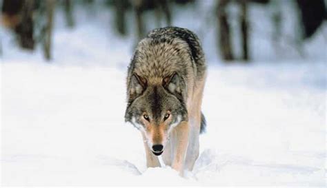 How Much Does a Wolf Weigh? (Avarage Weight of all The Wolf Species)