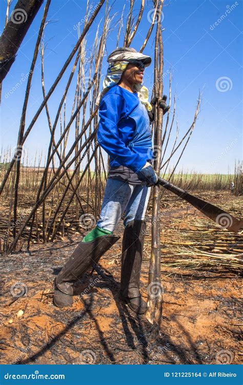 Sugar cane harvesting editorial stock image. Image of grass - 121225164