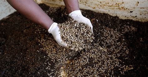 All You Need To Know About Maggot Farming | BizWatchNigeria.Ng