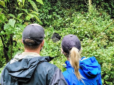 Gorilla Trekking in Uganda - HUDSON AND EMILY