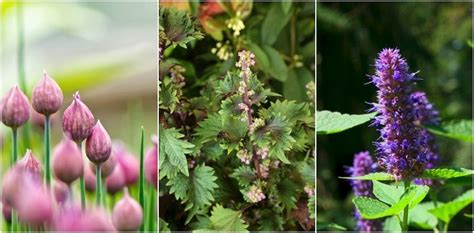 10 Really Rare Herbs You Should Try Growing In Your Herb Garden