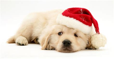 🔥 [50+] Golden Retriever Christmas Wallpapers | WallpaperSafari