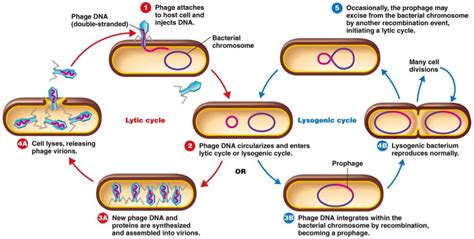 Microbiology - Jess' Biology 11 Page