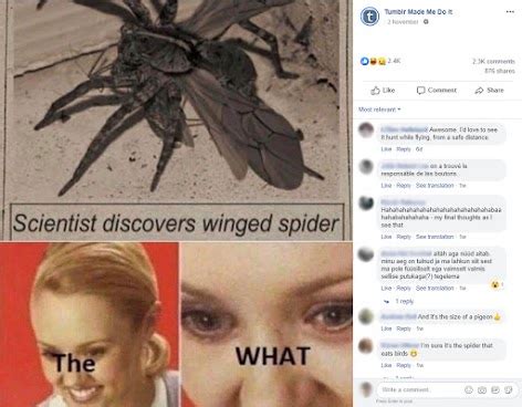 Winged spider ‘discovery’ claim doesn’t fly – Australian Associated Press