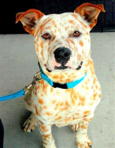 21 Cute & Unique Dog Cross Breeds You Need to Know About | Cattle dogs mix, Beautiful dogs, Cute ...