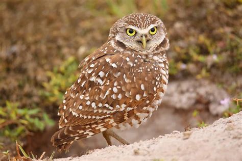 Owls In Florida: See All 7 Species In The Sunshine State