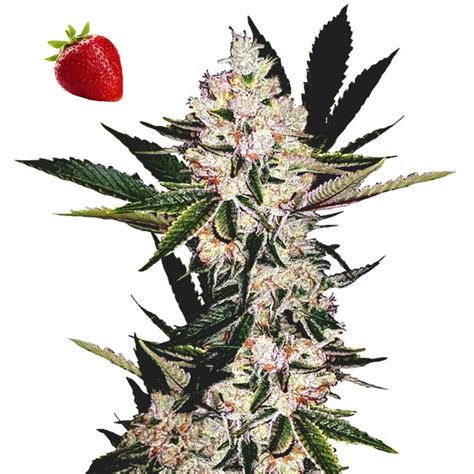 Strawberry Cough feminized seeds for sale