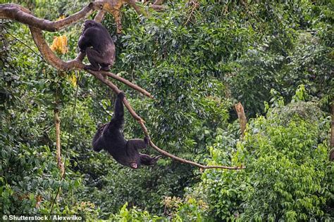 First ever wild albino chimpanzee is spotted in Uganda - shortly before it was killed by its ...