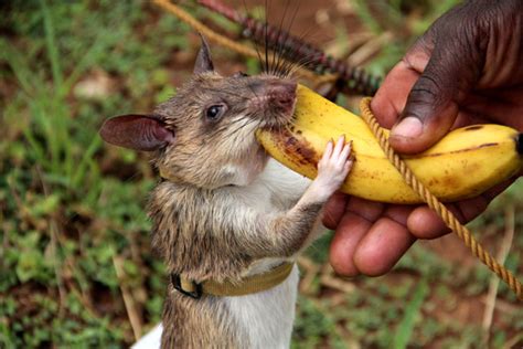 How Giant African Rats Are Saving Lives in Former War Zones - WSJ