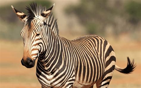 How the Hartmann's mountain zebra got its stripes | One Earth