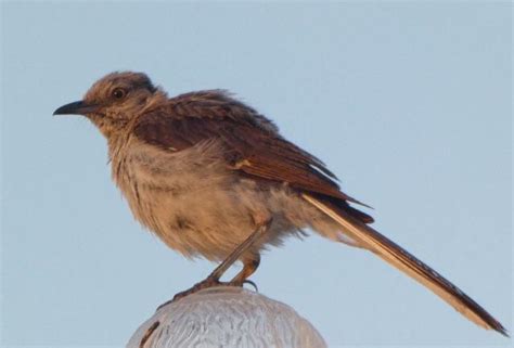 Florida- Mockingbird? : r/whatsthisbird