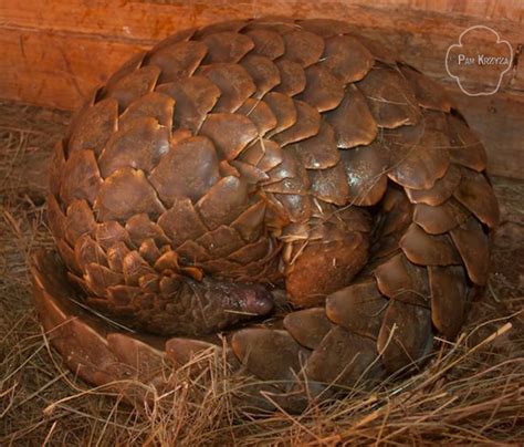 Thai Authorities Seize Another 111 Pangolins in Major Sting - PANGOLINS