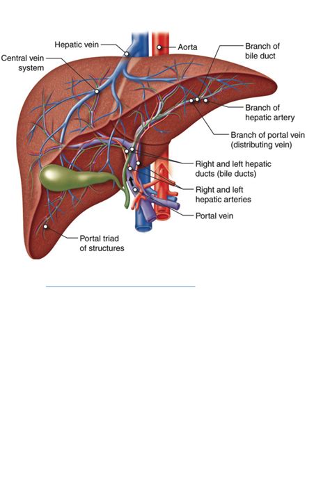 Portal Triad Gross Anatomy