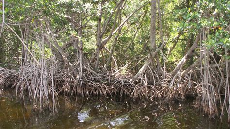 Climate change pushing mangroves north; bills to fully fund Florida ...