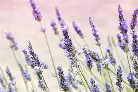 Ý nghĩa của hoa oải hương lavender | Tinh dầu Kobi