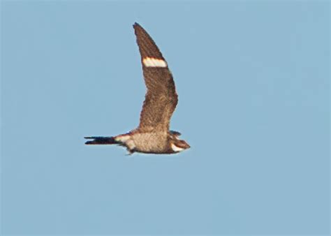 Birding Is Fun!: Common Nighthawk Migration