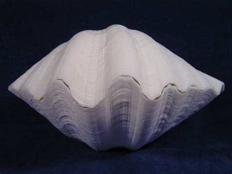 China Clam Seashells - Hippopus Porcellanus