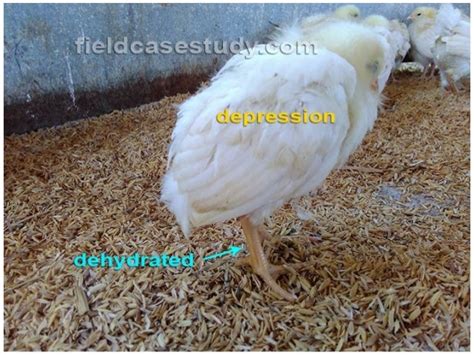 Gumboro diseases, infectious bursal disease symptoms in chickens