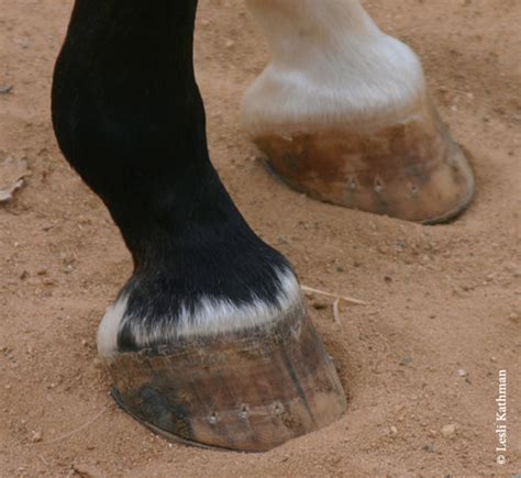 Intro to Leg Markings — BreyerHorses.com