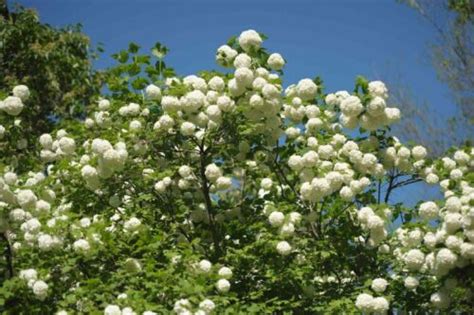 Chinese Snowball 40 seeds {Viburnum ichangense} Fast Growing Free ...