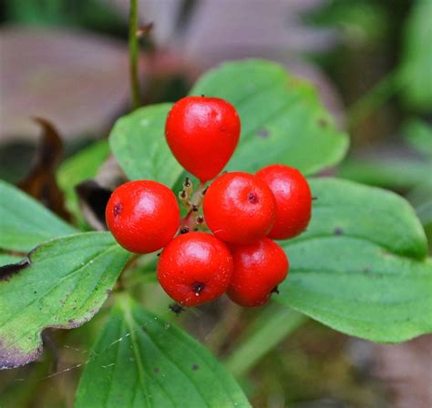 Cornus canadensis (Bunchberry, Canadian Bunchberry, Canadian Dwarf ...