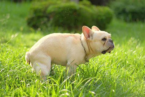 Green Dog Poop: Causes, Meaning & Treatments (With FAQs)