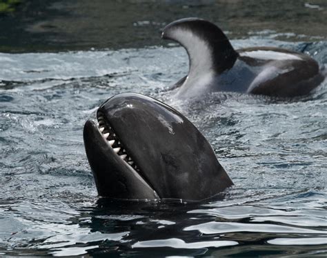 Red Sea: Killer Whales Spotted on Egypt's Hurghada | Al Bawaba