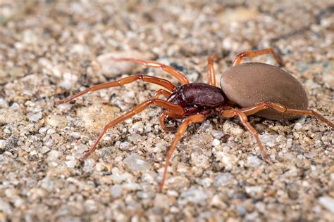 Woodlouse Hunter Spider - James Collins Photography