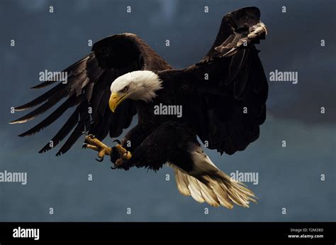 Bald Eagle Hunting Stock Photo - Alamy