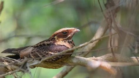 Jerdon's nightjar - Facts, Diet, Habitat & Pictures on Animalia.bio