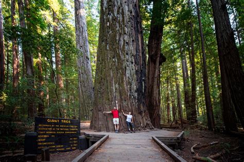 TPG's complete guide to visiting California's redwood forests