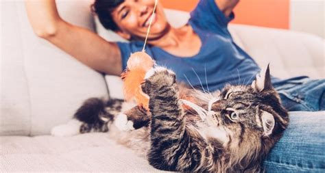 Keeping Your Cat Engaged With Interactive Cat Toys | BeChewy