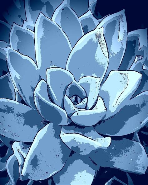 Blue Desert Rose Photograph by Loraine Yaffe - Fine Art America