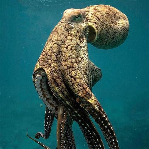 141 Likes, 1 Comments - Sea Amazing Wild (@sea.amazing.wild) on Instagram: “GREAT OCTOPUS IN ...