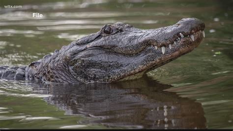 Are Caimans in Lake Murray? | wltx.com