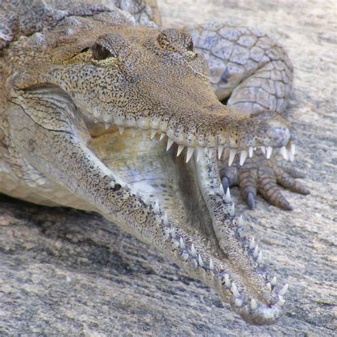 Freshwater Crocodile | The Animal Facts