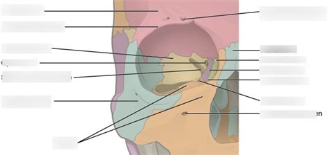 Orbital Anatomy Diagram | Quizlet