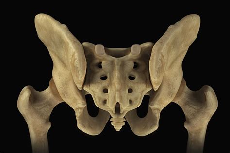 Vestigial Structures: Evolution Definition