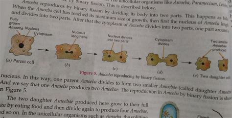 Binary fission diagram - simplygross