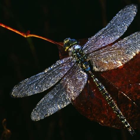 Dragonfly Wall Art & Canvas Prints | Dragonfly Panoramic Photos, Posters, Photography, Wall Art ...