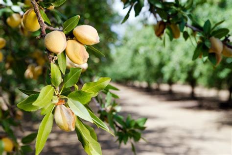 Why Won't My Almond Tree Fruit - Reasons For No Nuts On An Almond Tree