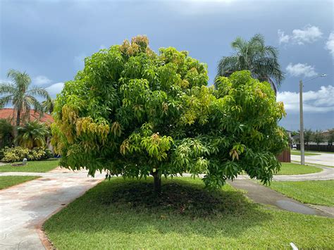 Explore Our Carrie Mango Fruit Tree | Eureka Farms