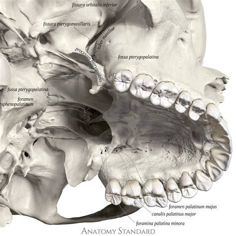 Anatomy Standard - Drawing Pterygopalatine fossa: inferolateral view - Latin labels | AnatomyTOOL