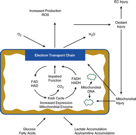 Pathophysiology of Peripheral Artery Disease, Intermittent Claudication ...