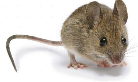 Mice Exterminator White Plains, NY, Scarsdale, Rye & Westchester, NY