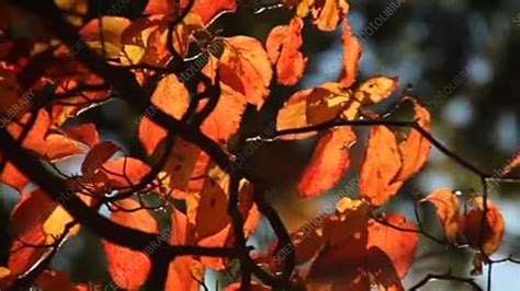 Flowering dogwood leaves - Stock Video Clip - K003/6823 - Science Photo ...