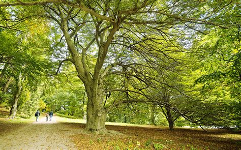 The Best Parks in Boston: 11 Green Spaces Perfect for Picnics