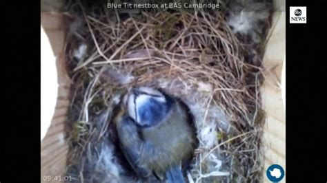 Blue tit eggs hatch | We're in Cambridge, England, where eggs are ...