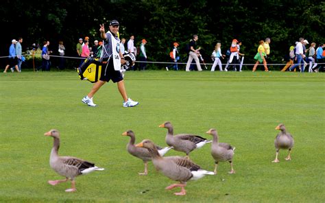 Ducks - Friday Funnies: The Animals Of Golf - ESPN