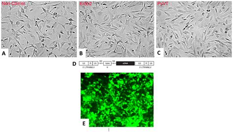 Regulation of breast cancer oncogenesis by the cell of origin’s differentiation state | Oncotarget